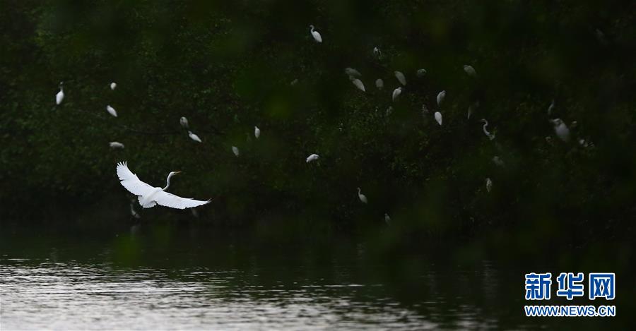 （镜观中国&middot;新华社国内新闻照片一周精选）（6）白鹭飞飞点碧塘