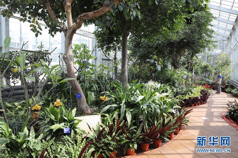 （科技）（1）北京最“年長”植物溫室重新開放