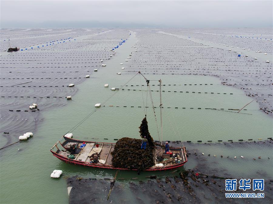 （经济）（1）福建霞浦迎来海带收获季