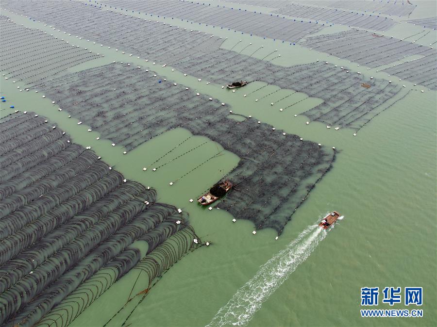 （经济）（2）福建霞浦迎来海带收获季