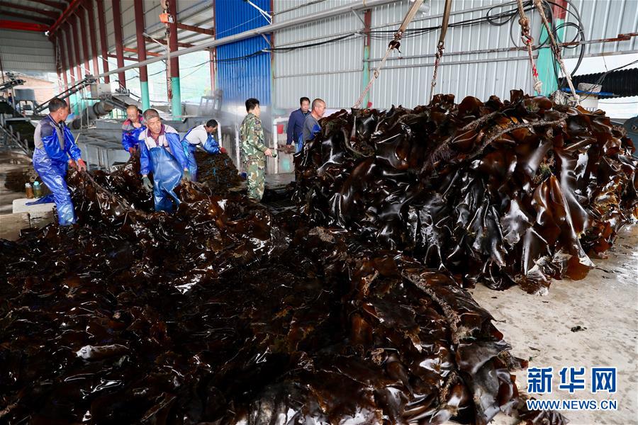 （经济）（3）福建霞浦迎来海带收获季