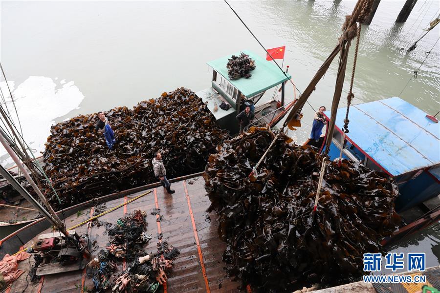（经济）（6）福建霞浦迎来海带收获季