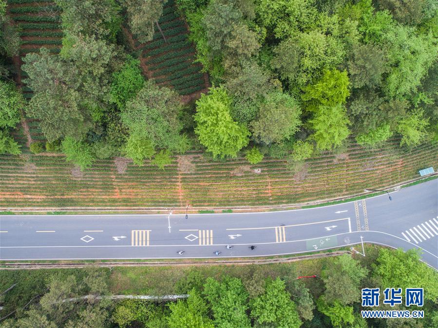 （社会）（1）美丽乡村打造特色绿道