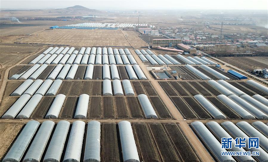 (壮丽70年 奋斗新时代——推动高质量发展调研行·图文互动)(1)黑龙江宾县:“北菜南销”演绎结构调整“大文章”