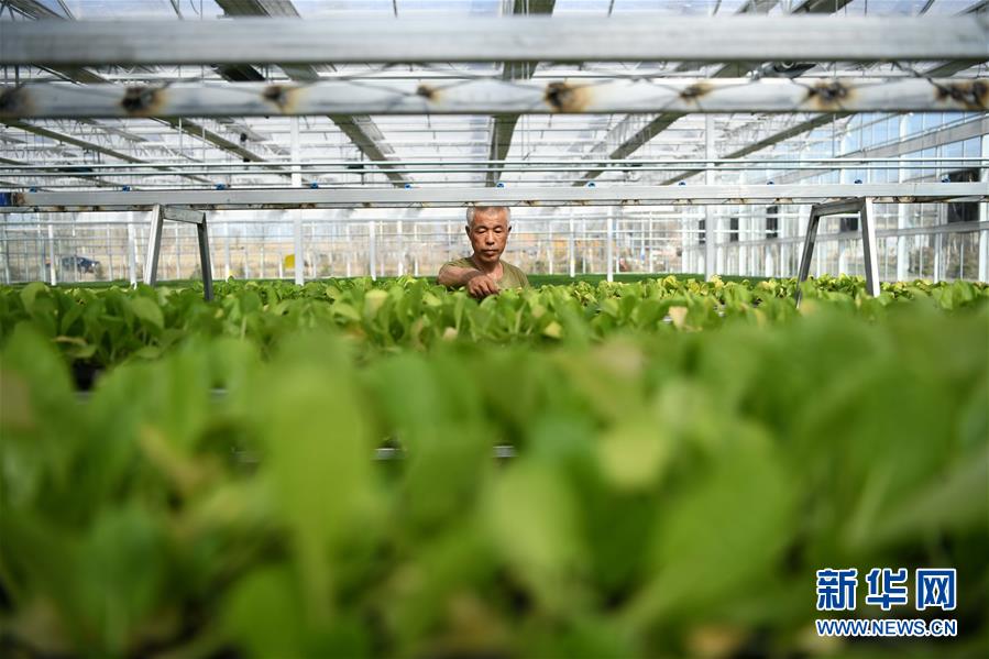 (壮丽70年 奋斗新时代——推动高质量发展调研行·图文互动)(3)黑龙江宾县:“北菜南销”演绎结构调整“大文章”