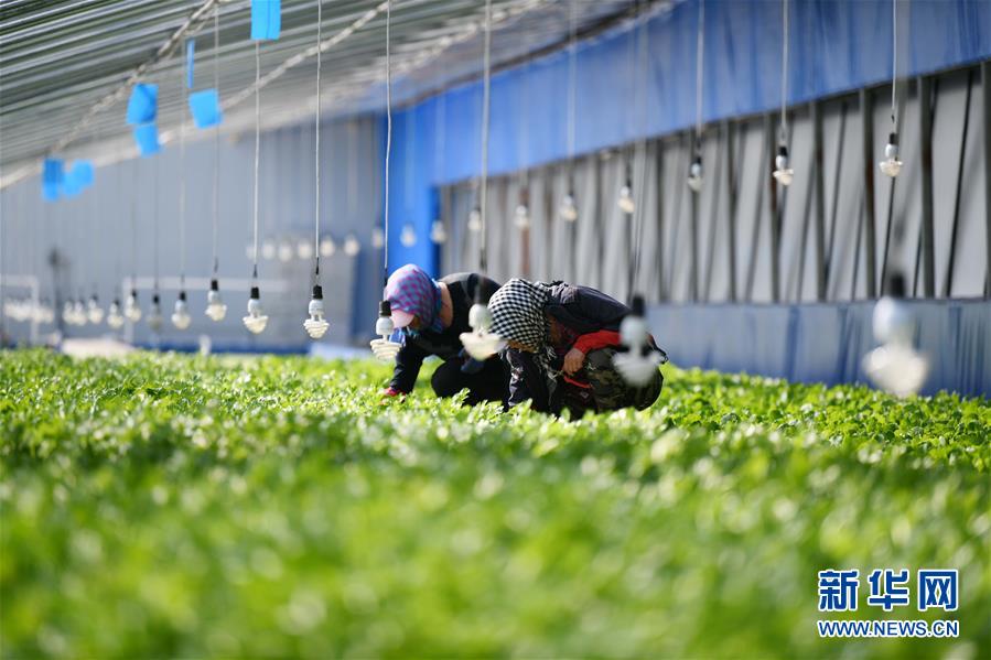 (壮丽70年 奋斗新时代——推动高质量发展调研行·图文互动)(4)黑龙江宾县:“北菜南销”演绎结构调整“大文章”