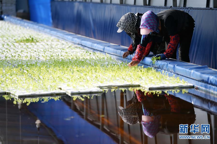 (壮丽70年 奋斗新时代——推动高质量发展调研行·图文互动)(5)黑龙江宾县:“北菜南销”演绎结构调整“大文章”
