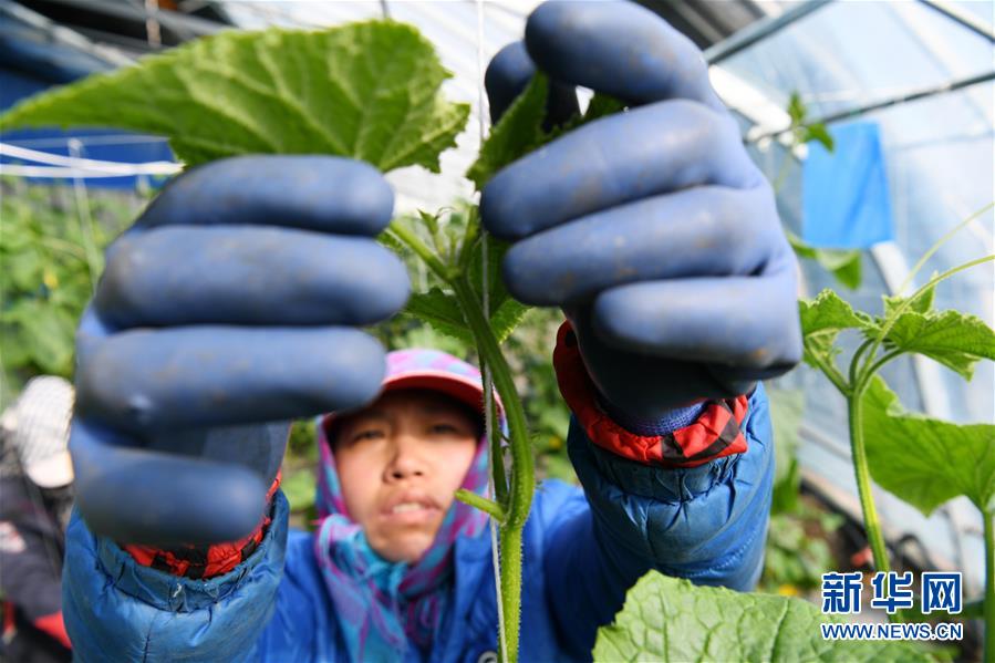 (壮丽70年 奋斗新时代——推动高质量发展调研行·图文互动)(6)黑龙江宾县:“北菜南销”演绎结构调整“大文章”