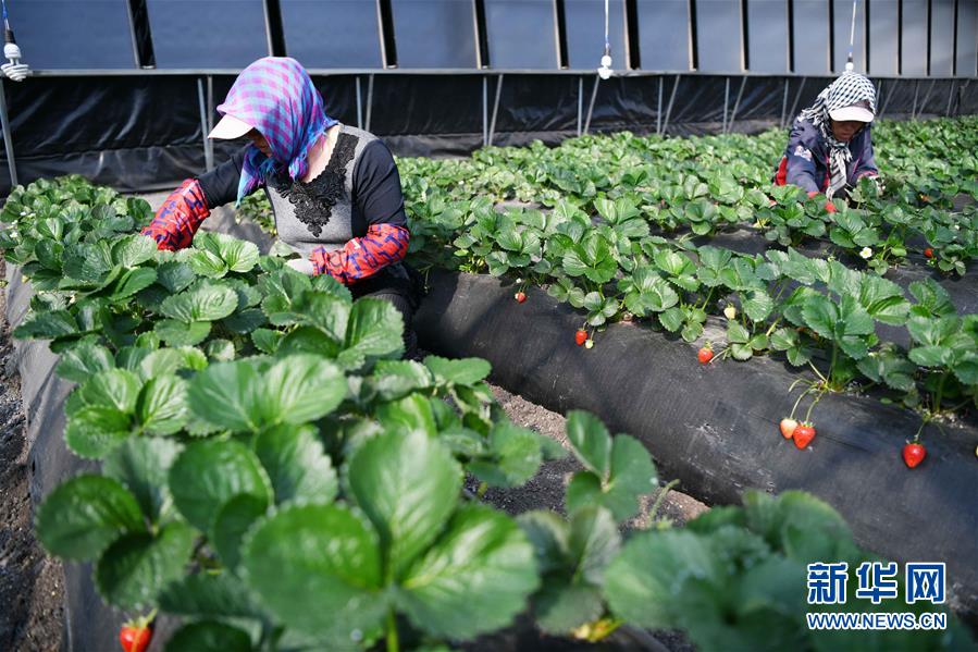 (壮丽70年 奋斗新时代——推动高质量发展调研行·图文互动)(7)黑龙江宾县:“北菜南销”演绎结构调整“大文章”