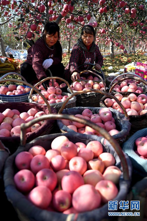（新华全媒头条&middot;图文互动）（10）春晖沐浴宝塔山&mdash;&mdash;写在延安各县整体脱贫摘帽之际