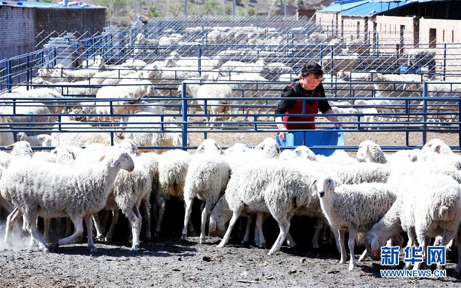 （新华全媒头条&middot;图文互动）（12）春晖沐浴宝塔山&mdash;&mdash;写在延安各县整体脱贫摘帽之际