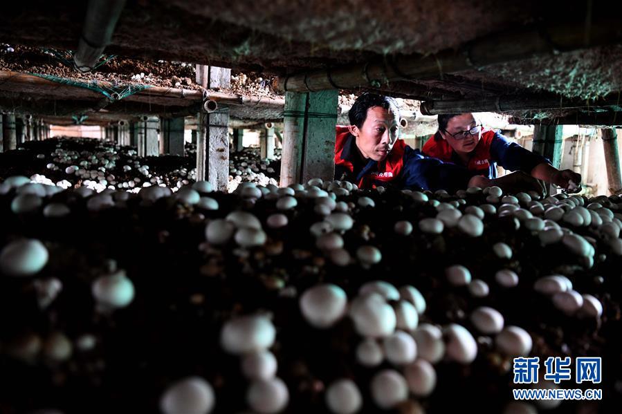 （图片故事）（1）&ldquo;蘑菇&rdquo;夫妻：脱贫之后奔致富