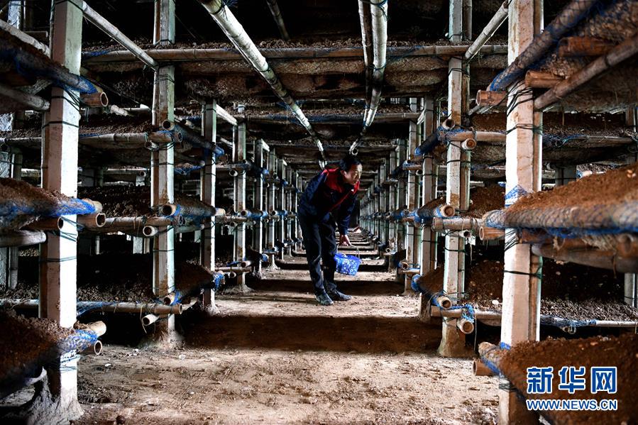 （图片故事）（3）&ldquo;蘑菇&rdquo;夫妻：脱贫之后奔致富