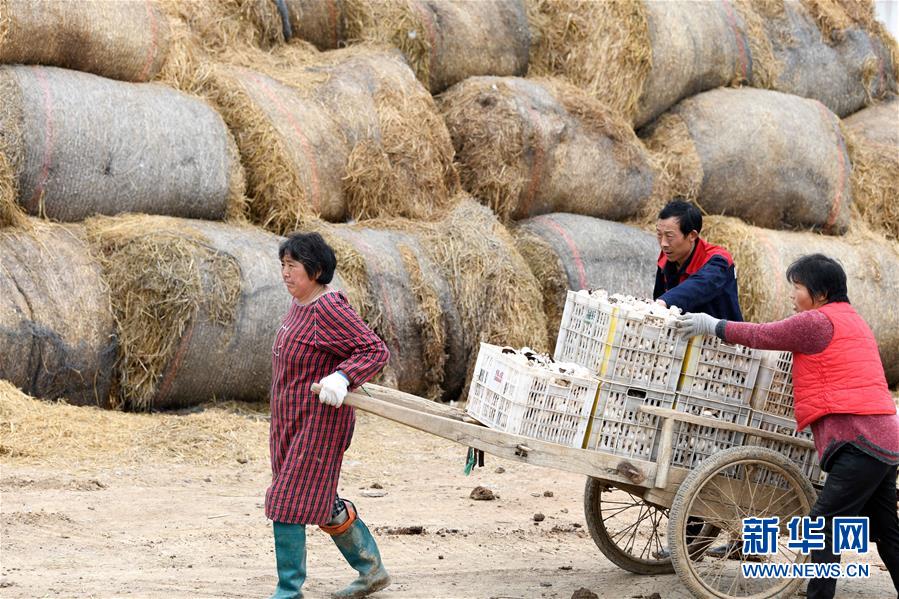 （图片故事）（6）&ldquo;蘑菇&rdquo;夫妻：脱贫之后奔致富