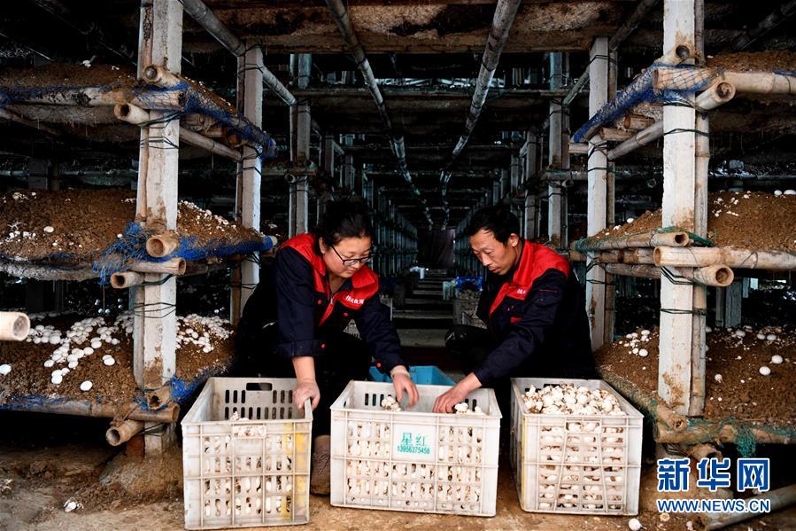 （图片故事）（7）&ldquo;蘑菇&rdquo;夫妻：脱贫之后奔致富