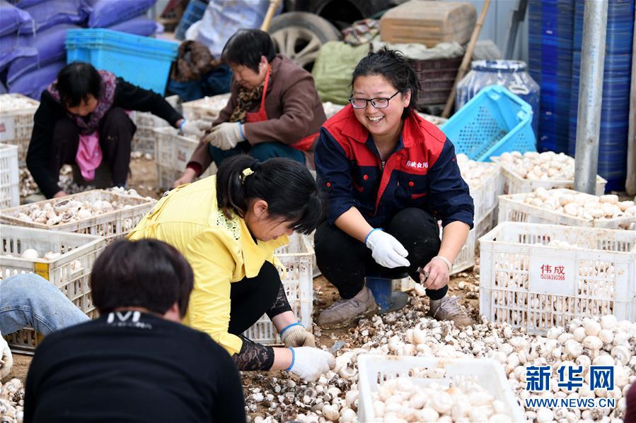 （图片故事）（8）&ldquo;蘑菇&rdquo;夫妻：脱贫之后奔致富
