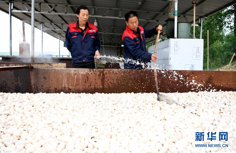 （图片故事）（10）&ldquo;蘑菇&rdquo;夫妻：脱贫之后奔致富