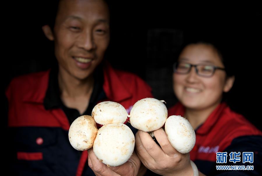 （图片故事）（11）&ldquo;蘑菇&rdquo;夫妻：脱贫之后奔致富