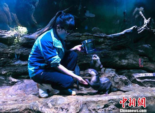 “90后”女驯养师:为“挑食”伙伴做美食亲密似家人