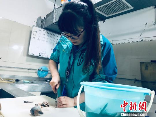 于雅丽在饵料操作间,准备着动物们的食物。 艾庆龙 摄 于雅丽在饵料操作间,准备着动物们的食物。 艾庆龙 摄