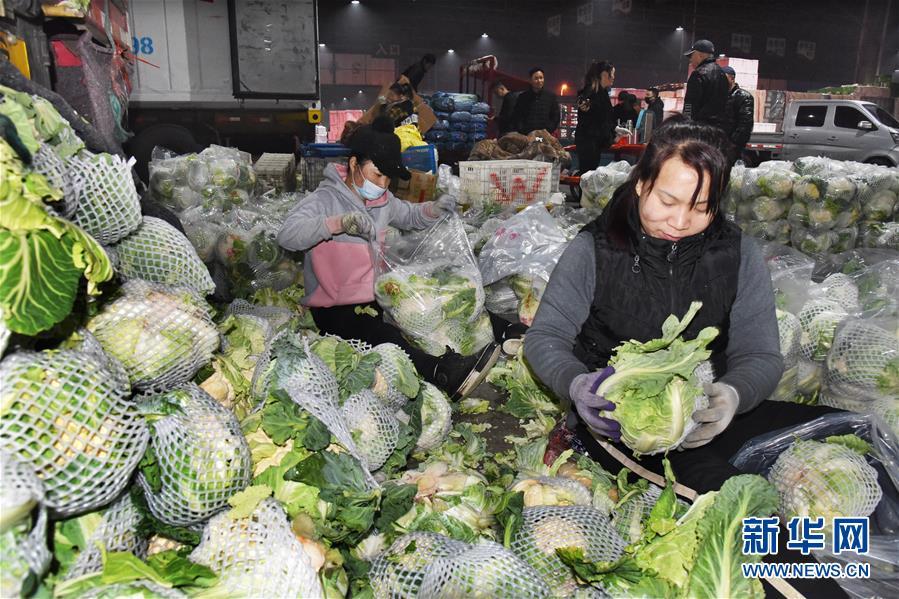 (壮丽70年·奋斗新时代·图文互动)(1)山东寿光:一棵“菜”兴一座城