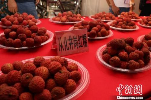 资料图:广州从化荔枝。 从化政府供图