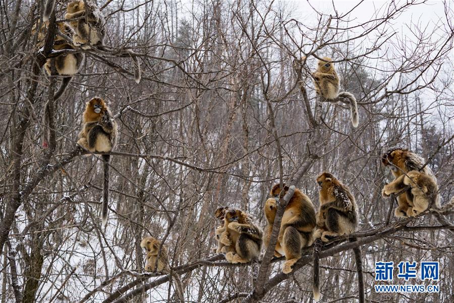 (壮丽70年·奋斗新时代·图文互动)(8)从开山伐木到全面保护——神农架国家公园的生态协奏曲