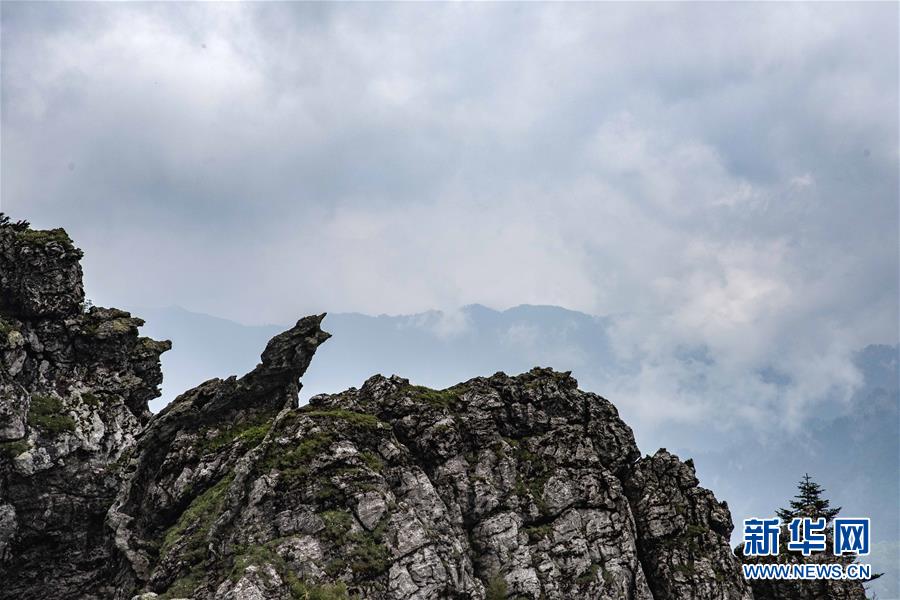 (壮丽70年·奋斗新时代·图文互动)(2)从开山伐木到全面保护——神农架国家公园的生态协奏曲
