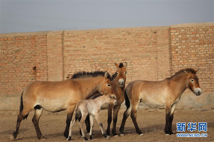 （图文互动）（3）普氏野马进入繁殖高峰期 进入5月有4匹马驹出生