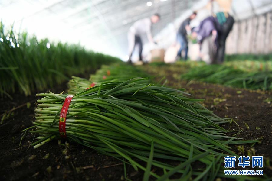 （在习近平新时代中国特色社会主义思想指引下——新时代新作为新篇章·图文互动）（1）“无人作业”来临 绿色食品“当家”——黑龙江探索现代农业发展路径