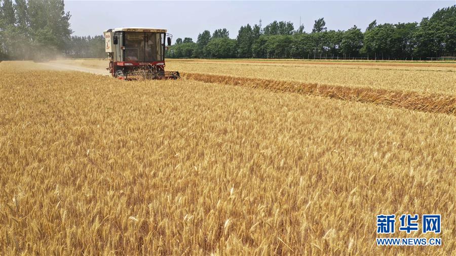 #（经济）（2）金色麦田