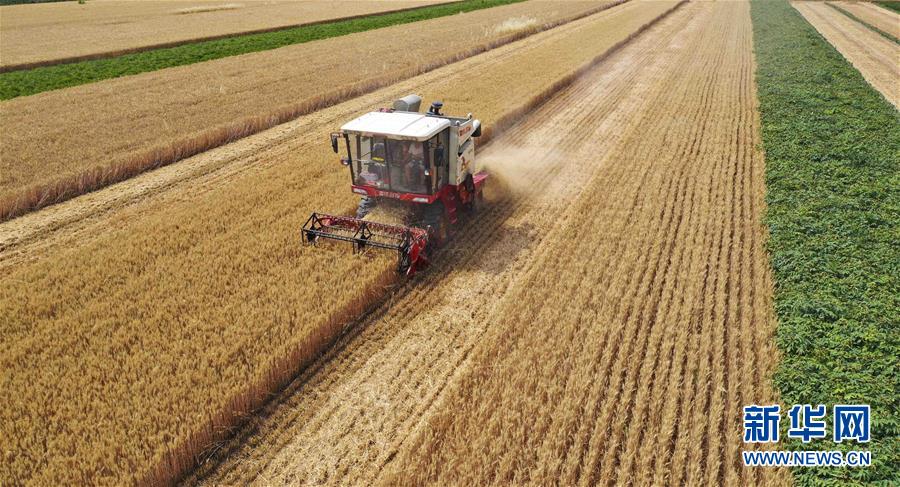 #（经济）（5）金色麦田