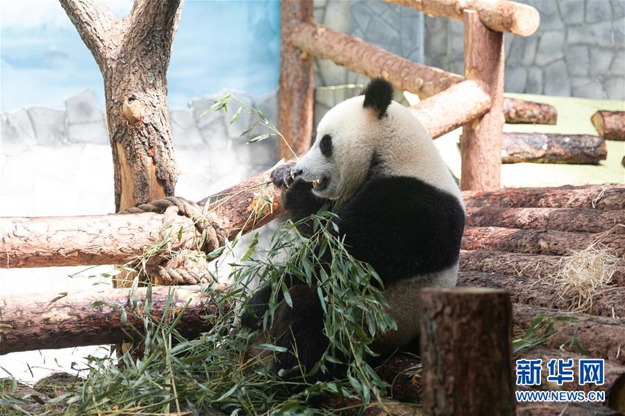 (习近平出访配合稿·图文互动)(3)通讯:“友谊使者”中国大熊猫入住莫斯科新家