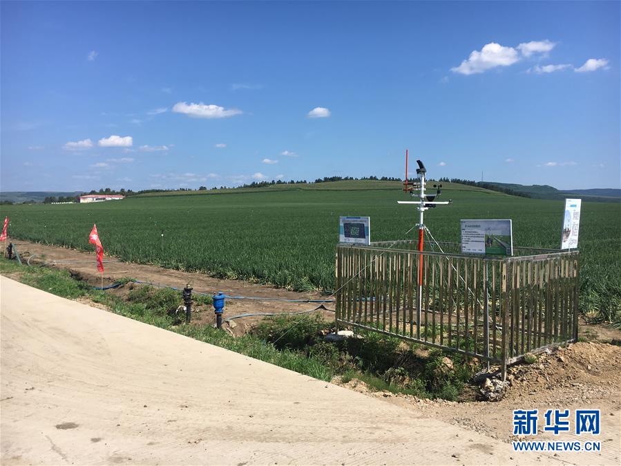 (在习近平新时代中国特色社会主义思想指引下——新时代新作为新篇章·图文互动)(3)牡丹江:小果蔬透着三种“范儿”