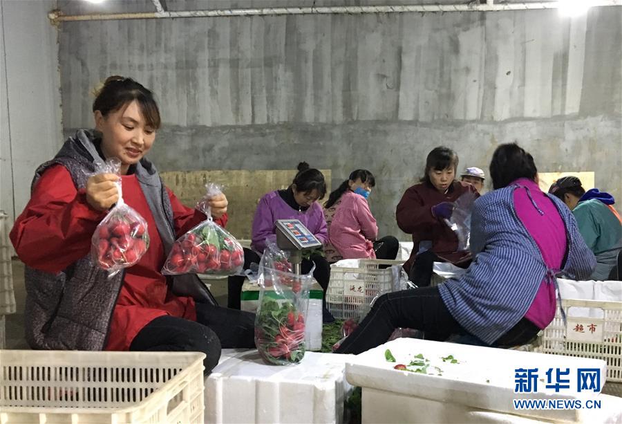 (在习近平新时代中国特色社会主义思想指引下——新时代新作为新篇章·图文互动)(2)牡丹江:小果蔬透着三种“范儿”