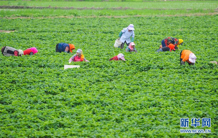 #（经济）（2）夏日农忙