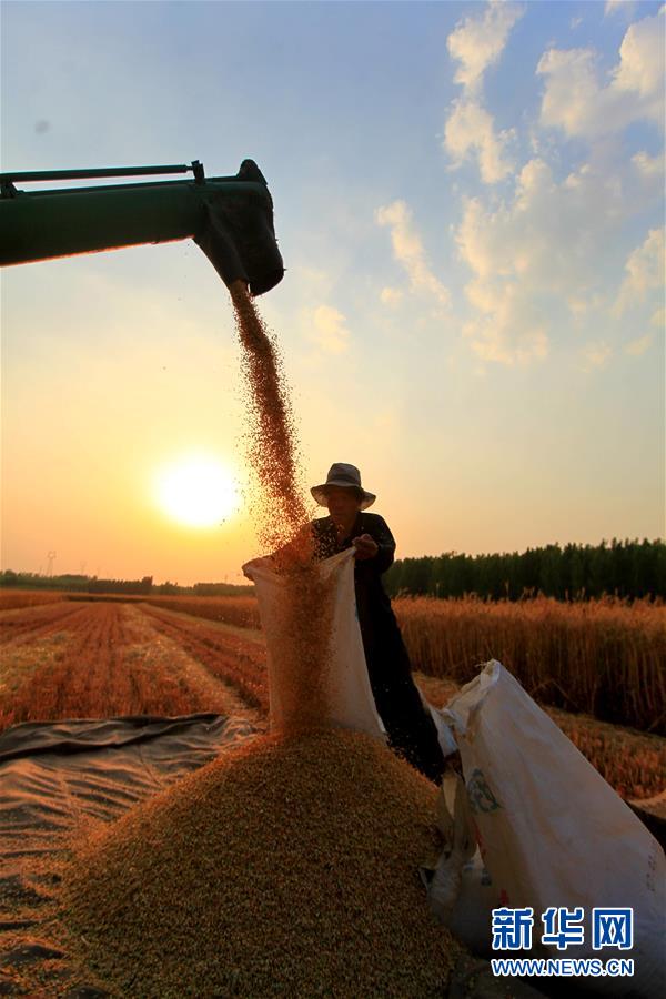 #（经济）（4）夏日农忙