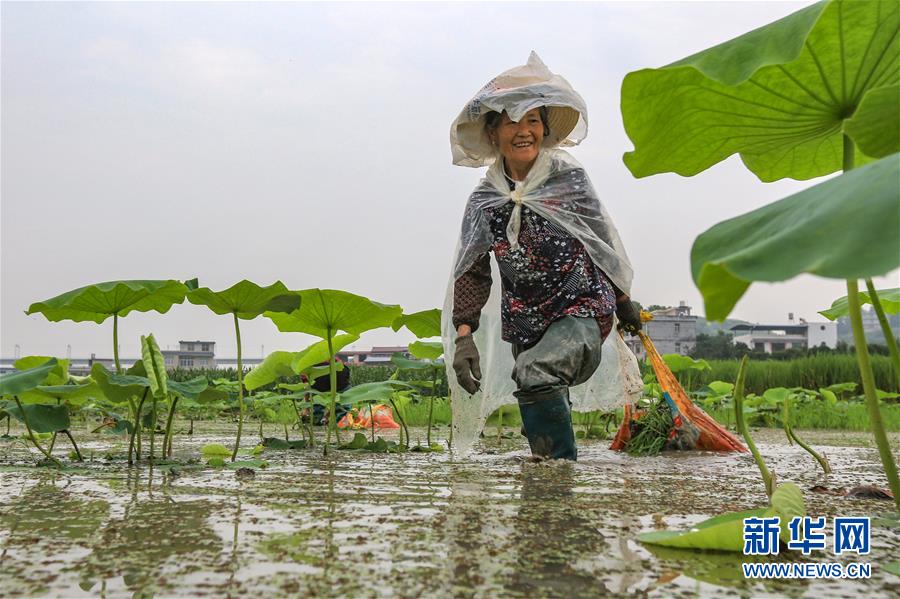 #（经济）（5）夏日农忙