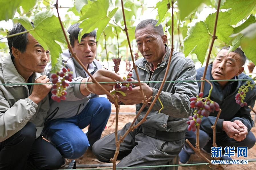 （壮丽70年·奋斗新时代）（4）沙漠再无盐池黄——宁夏首个脱贫摘帽县见闻