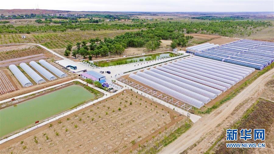 （壮丽70年·奋斗新时代）（5）沙漠再无盐池黄——宁夏首个脱贫摘帽县见闻