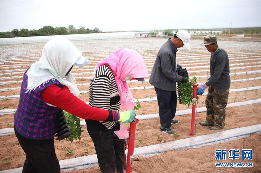 （壮丽70年·奋斗新时代）（6）沙漠再无盐池黄——宁夏首个脱贫摘帽县见闻