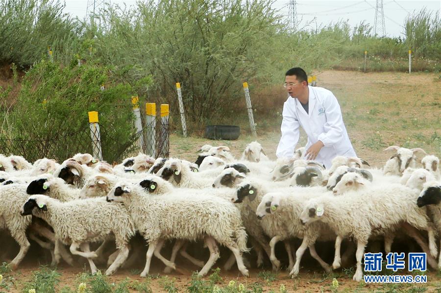 （壮丽70年·奋斗新时代）（7）沙漠再无盐池黄——宁夏首个脱贫摘帽县见闻