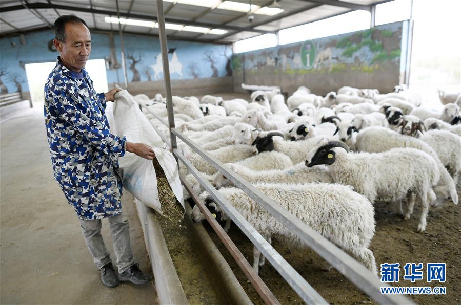 （壮丽70年·奋斗新时代）（8）沙漠再无盐池黄——宁夏首个脱贫摘帽县见闻