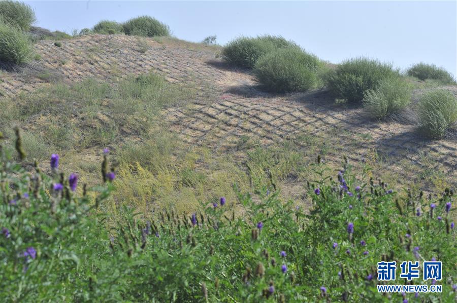 （壮丽70年·奋斗新时代）（16）沙漠再无盐池黄——宁夏首个脱贫摘帽县见闻