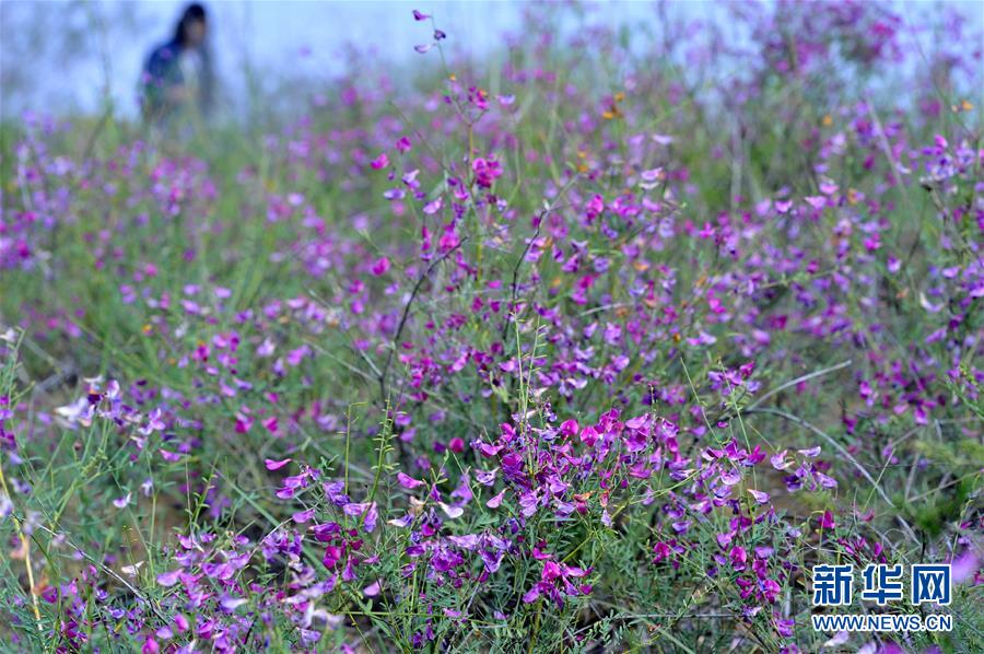 （壮丽70年·奋斗新时代）（17）沙漠再无盐池黄——宁夏首个脱贫摘帽县见闻