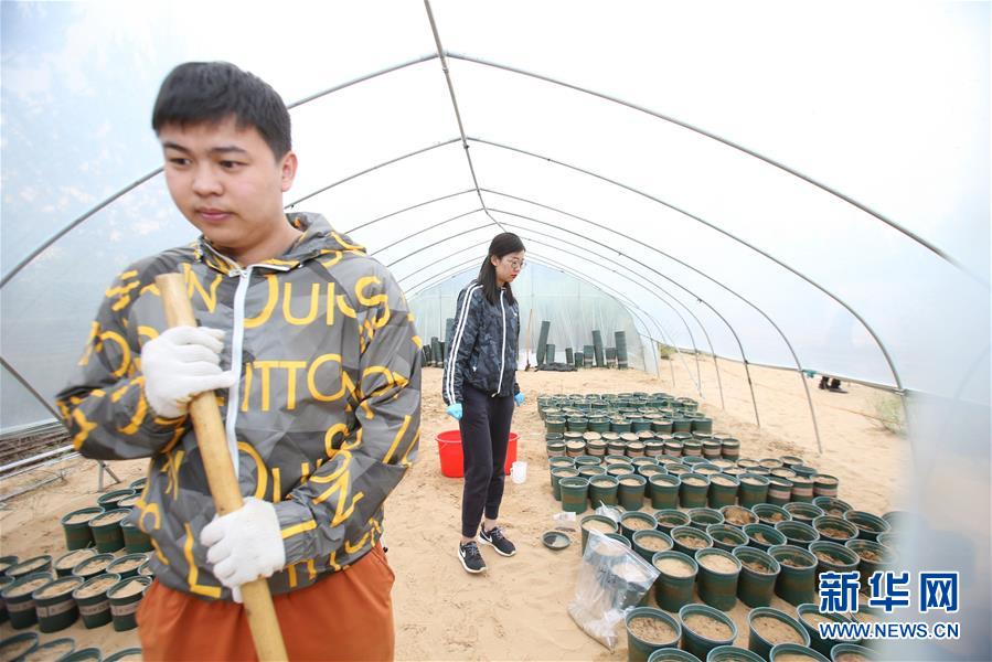 （壮丽70年·奋斗新时代）（19）沙漠再无盐池黄——宁夏首个脱贫摘帽县见闻