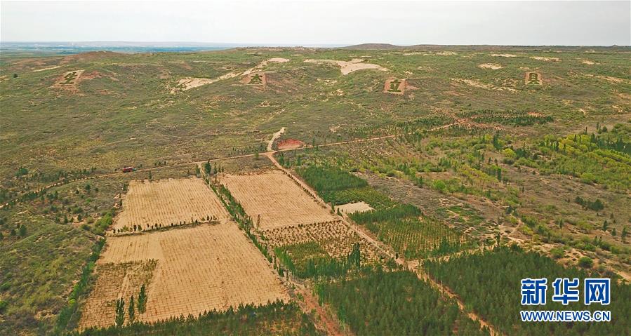 （壮丽70年·奋斗新时代）（20）沙漠再无盐池黄——宁夏首个脱贫摘帽县见闻