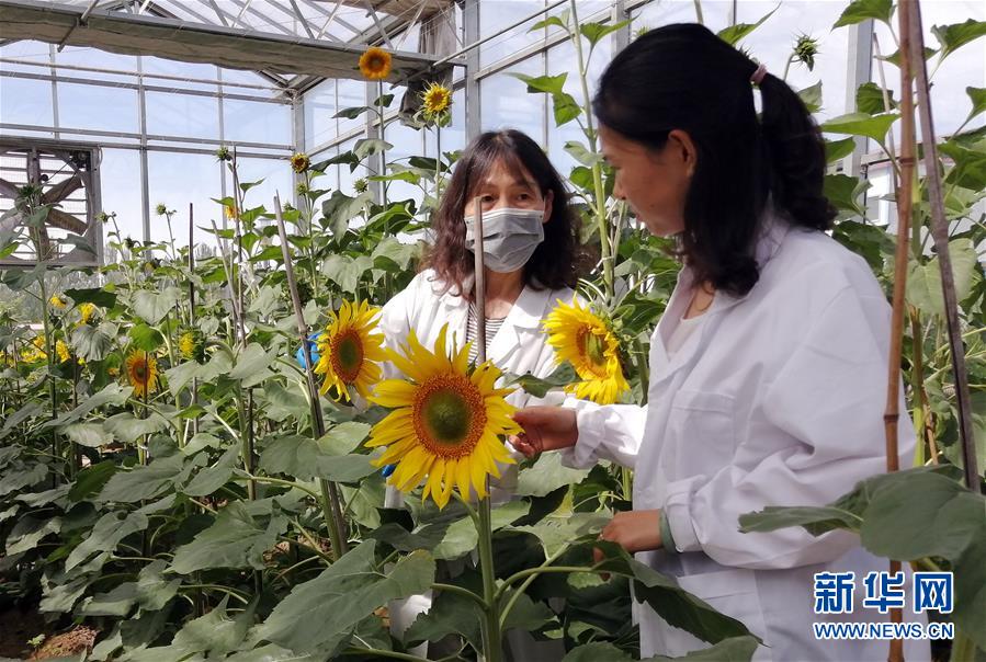 (在习近平新时代中国特色社会主义思想指引下——新时代新作为新篇章·图文互动)走自主研发之路:中国食葵打败“洋”种子