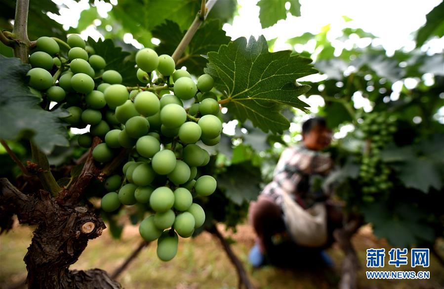 （新华全媒头条&middot;图文互动）（4）一个传统农业县的脱贫之路&mdash;&mdash;来自河北新河的调查报告