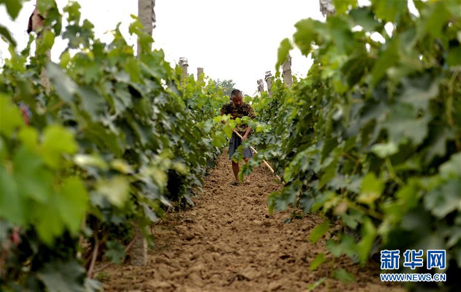 （新华全媒头条&middot;图文互动）（5）一个传统农业县的脱贫之路&mdash;&mdash;来自河北新河的调查报告